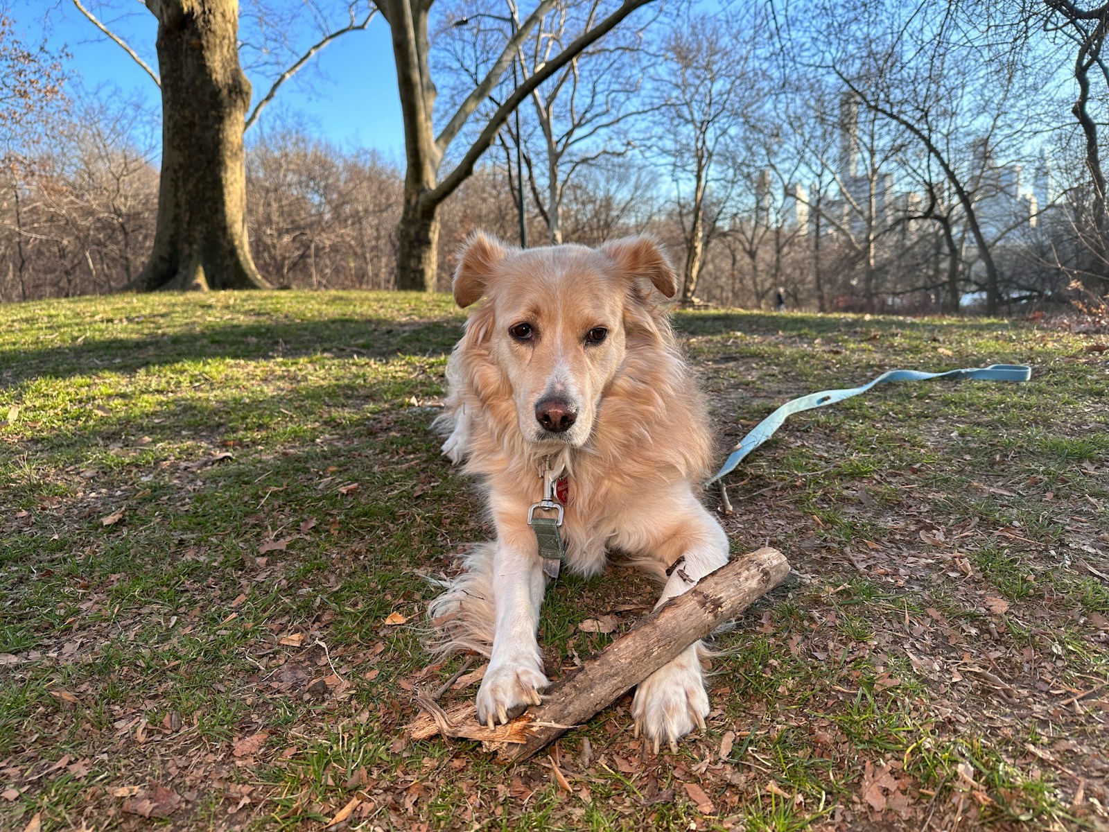 a dog is holding a stick in its mouth
